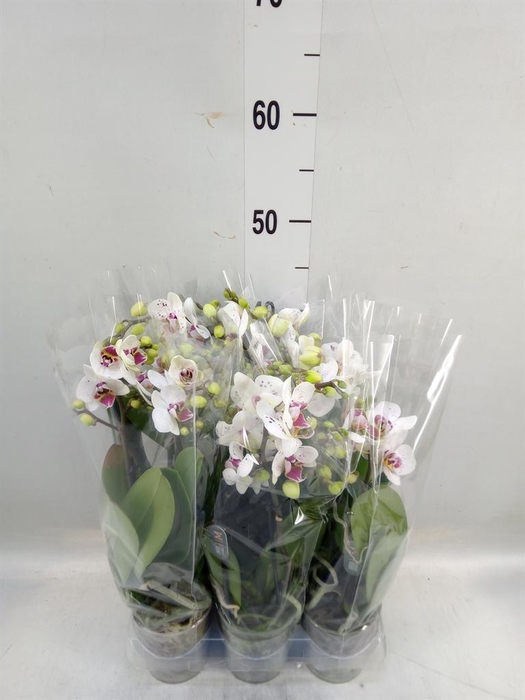 <h4>Phalaenopsis multi. ...white</h4>