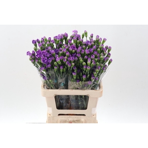 Di St Fl Moonberry 60 Cm