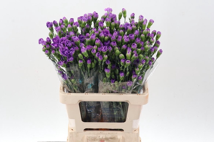 <h4>Di St Fl Moonberry 60 Cm</h4>