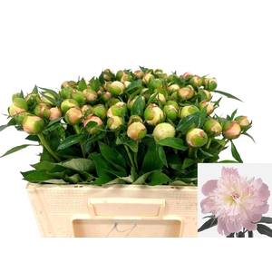 PAEONIA ALERTIE