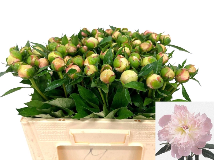 <h4>PAEONIA ALERTIE</h4>