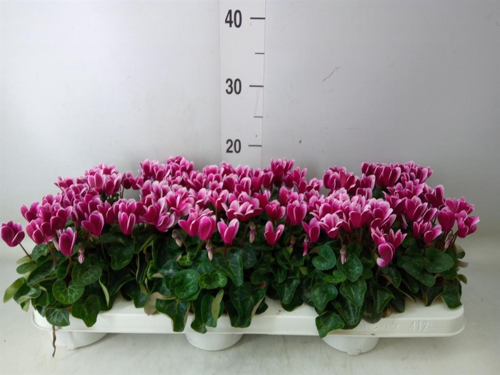 <h4>Cyclamen KL 'Snowridge Mini'</h4>