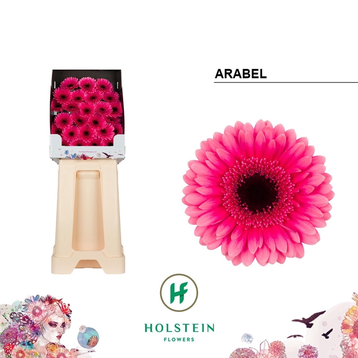 <h4>Ge Mi Arabel</h4>