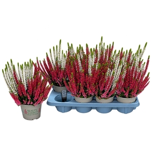 CALLU BL MIXK