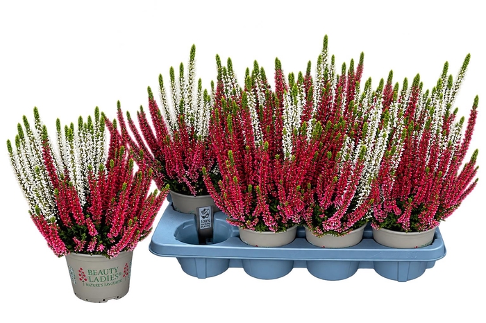 <h4>CALLU BL MIXK</h4>