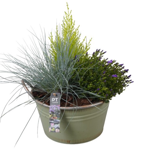 <h4>PTSO7221 Arrangementen Tuinplanten</h4>