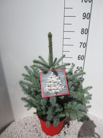 <h4>Picea pungens 'Super Blue'</h4>