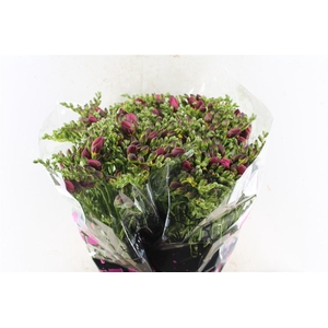 Fr Du Expression Cerise Red