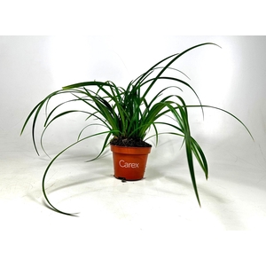 Carex Irish Green p10,5