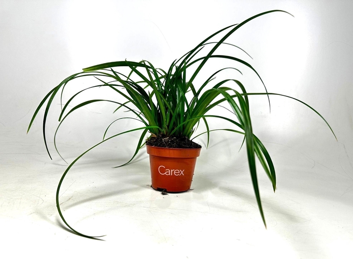 <h4>Carex Irish Green p10,5</h4>
