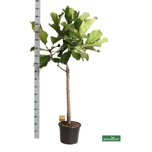 FICUS LYRATA