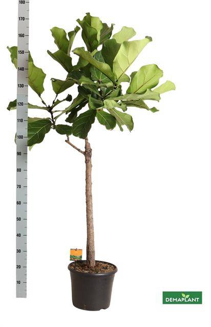 <h4>FICUS LYRATA</h4>