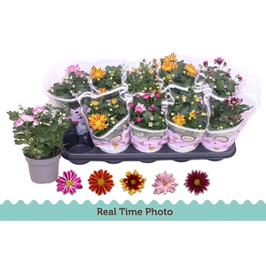 CHRYS GEM 2 KL BLOEM