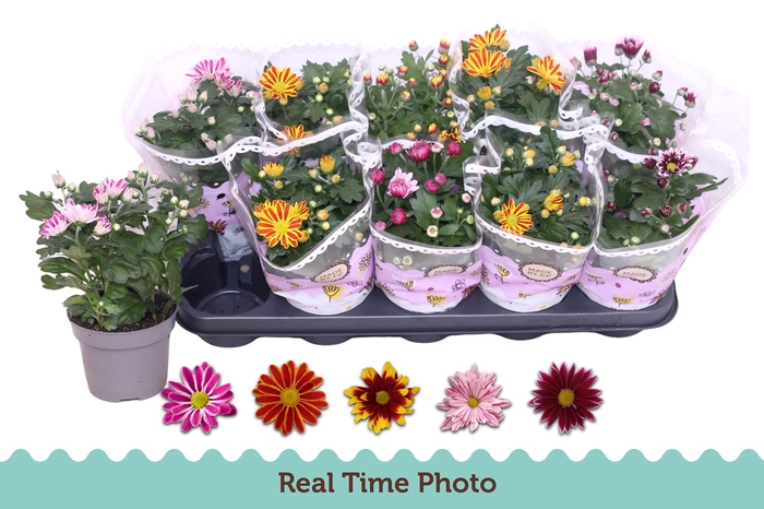 <h4>CHRYS GEM 2 KL BLOEM</h4>