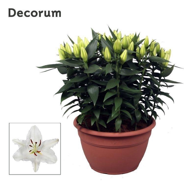 <h4>Lilium Or White XL 15pp</h4>