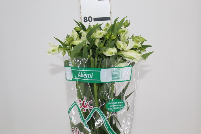 <h4>ALSTROEMERIA AKEMI 080 CM</h4>