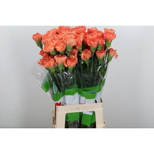 Di St Hermes Orange