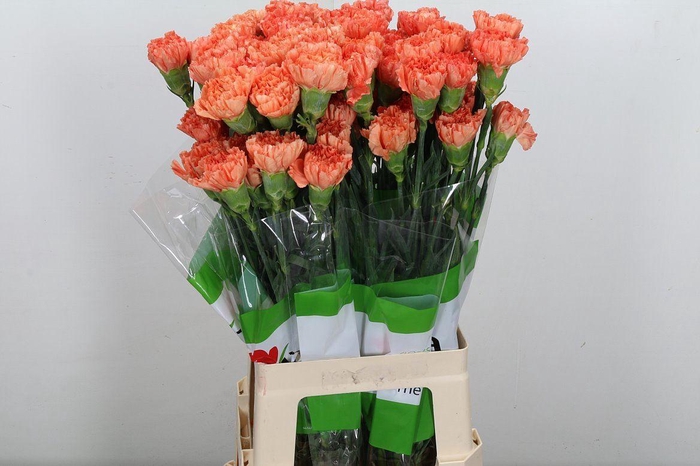 <h4>Di St Hermes Orange</h4>