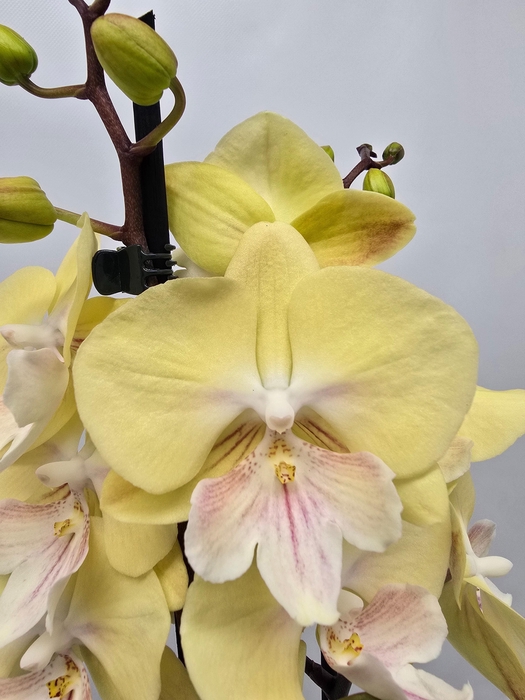 <h4>Limited 58 week 8</h4>