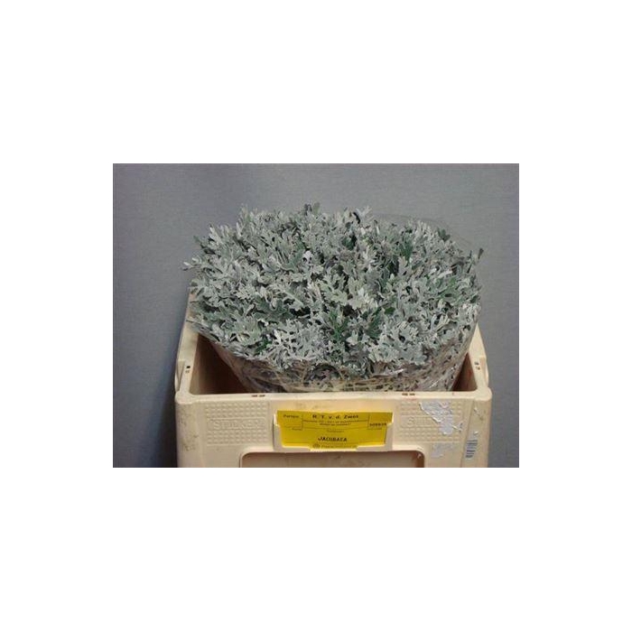 <h4>Jacobaea Maritima</h4>