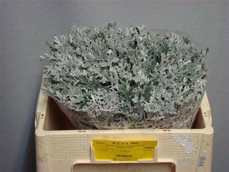 <h4>Jacobaea Maritima</h4>