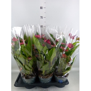 Anthurium andr. 'Pure Purple'