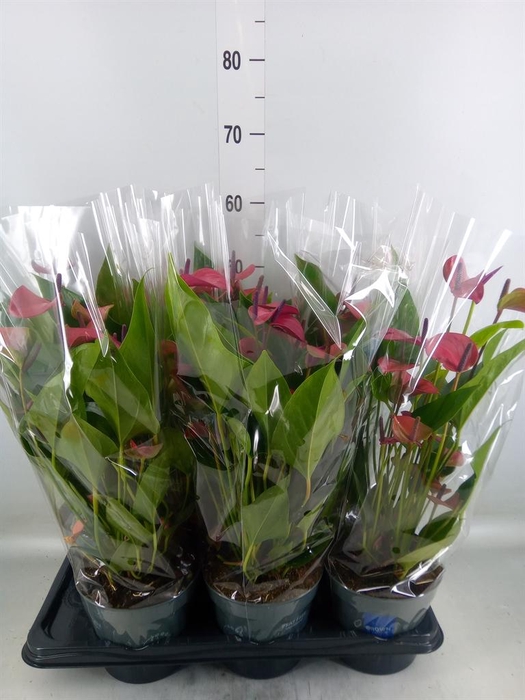 <h4>Anthurium andr. 'Pure Purple'</h4>