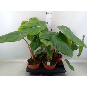 Philodendron   ...