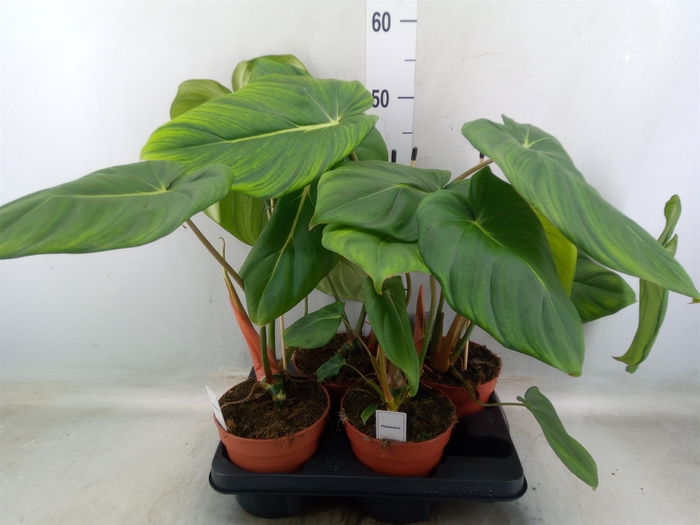 <h4>Philodendron   ...</h4>