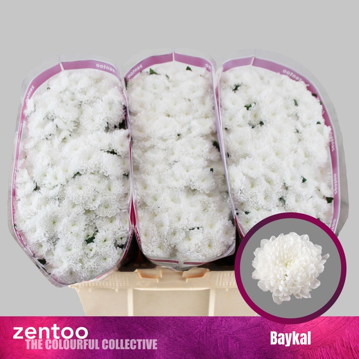 <h4>CHRYSANTHEMUM SA 'BAYKAL'</h4>