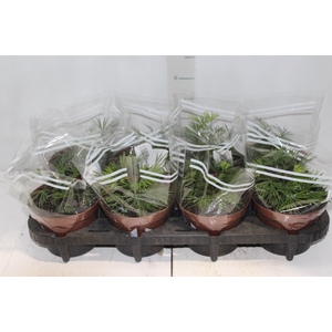 ACTINIOPTERIS AUSTRALIS P14