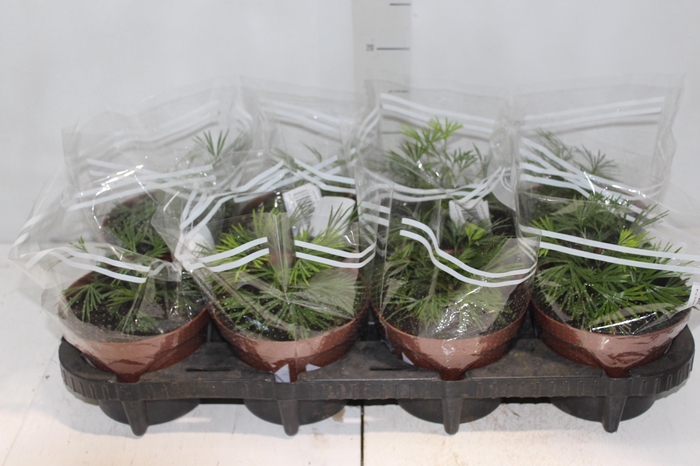 <h4>ACTINIOPTERIS AUSTRALIS P14</h4>