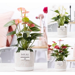 Anthurium mix in P&PURE Jade ceramics