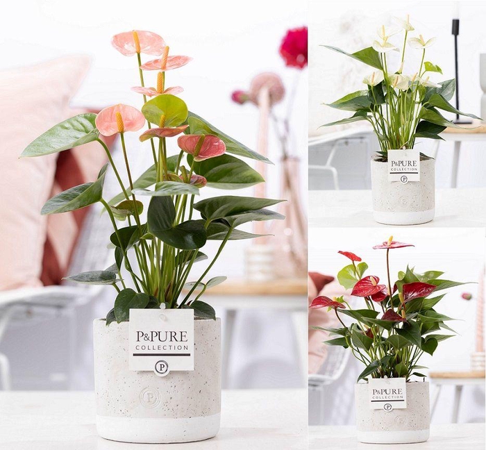 <h4>Anthurium mix in P&PURE Jade ceramics</h4>