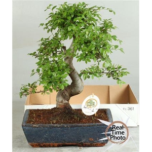 Bonsai Gem