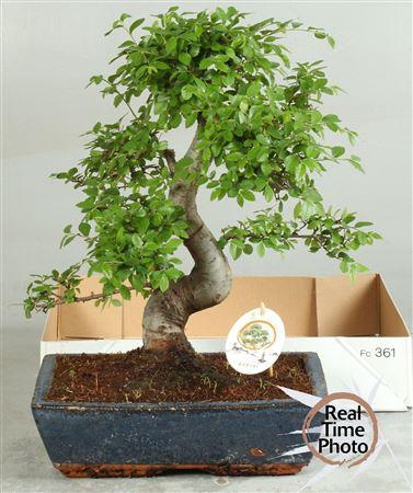 <h4>Bonsai Gem</h4>
