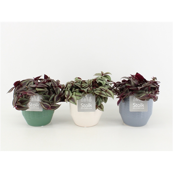 <h4>Tradescantia Mix in Exspression keramiek</h4>