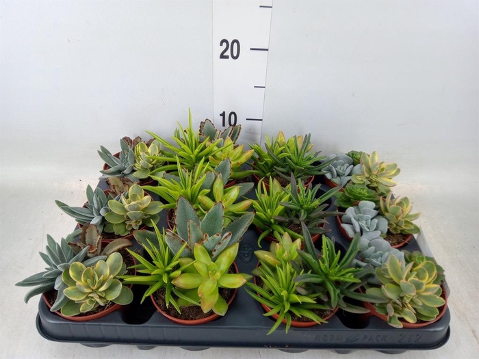 <h4>Succulents   ...</h4>