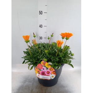 Gazania rig. 'Highland Orange'