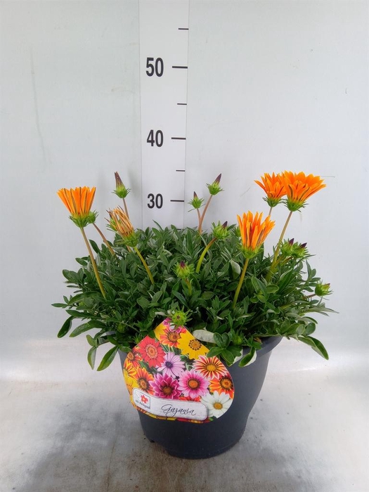 <h4>Gazania rig. 'Highland Orange'</h4>