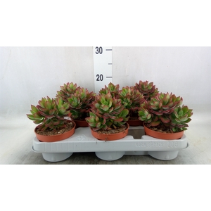 Echeveria pulvinata 'Devotion'