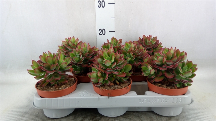 <h4>Echeveria pulvinata 'Devotion'</h4>