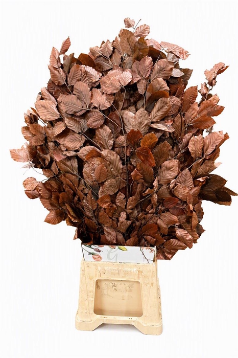 Pres Beuk Brown P Bunch