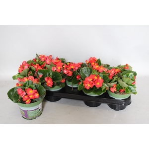 Begonia semp. Rood