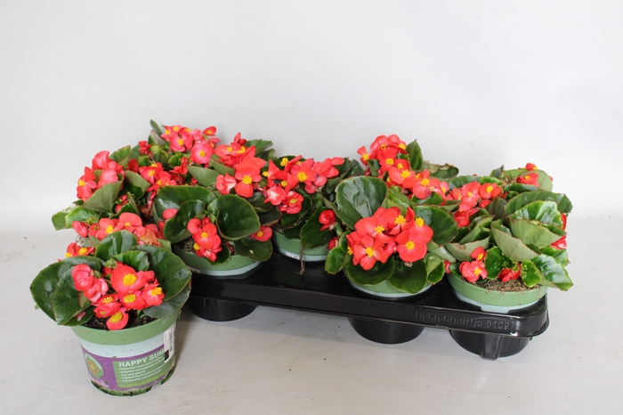 <h4>Begonia semp. Rood</h4>