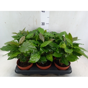 Coffea arabica