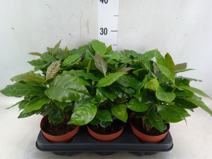 <h4>Coffea arabica</h4>