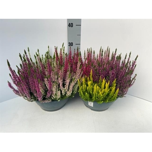 CALLU BL  QUATTRO G
