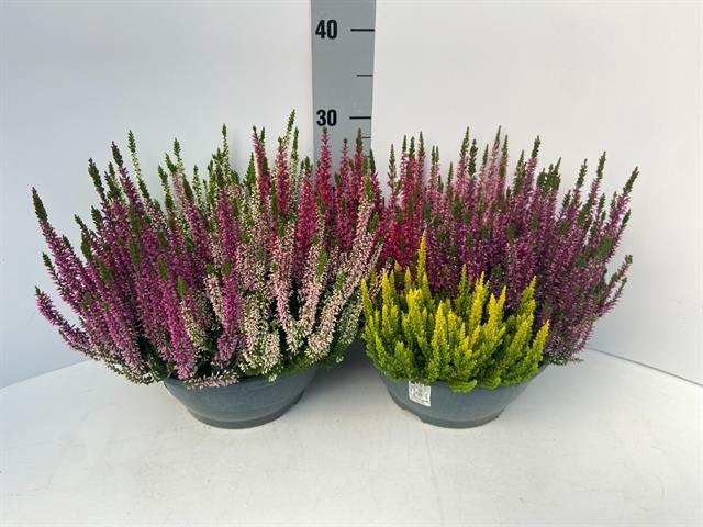 CALLU BL  QUATTRO G