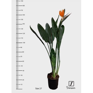 STRELITZIA REGIN BL